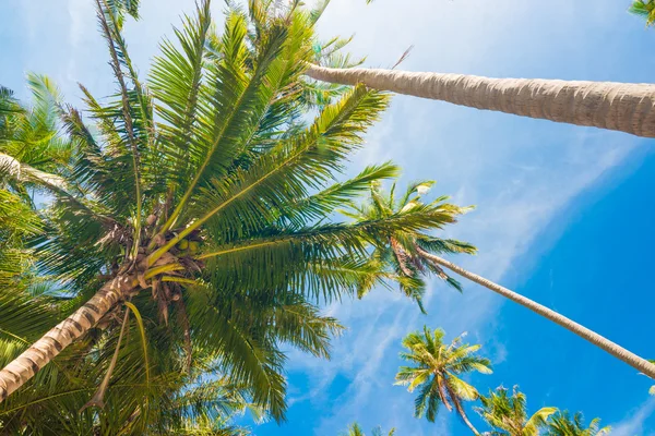 ココナッツの仲間と素敵な熱帯背景のビュー角度を蜂起させた — ストック写真