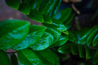 Yeşil yapraklı çiy damlası doğa arkaplanını kapatır