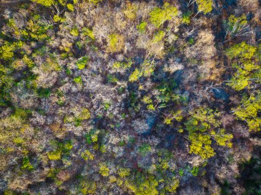 Adanın arka planında çeşitli ağaç yaprağı tropikal yağmur ormanları var.
