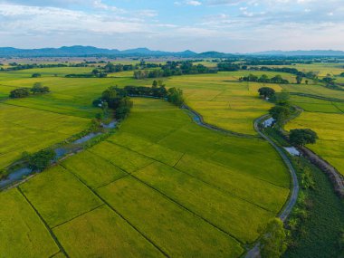 Yeşil çeltik tarlası tarlası tarım endüstrisi hava manzarası