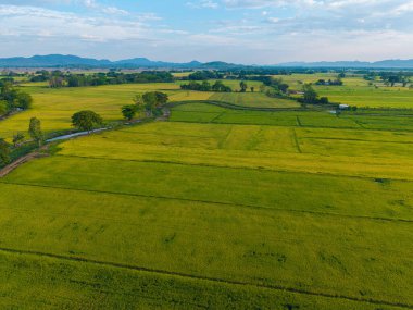 Yeşil çeltik tarlası tarlası tarım endüstrisi hava manzarası