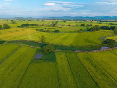 Yeşil çeltik tarlası tarlası tarım endüstrisi hava manzarası