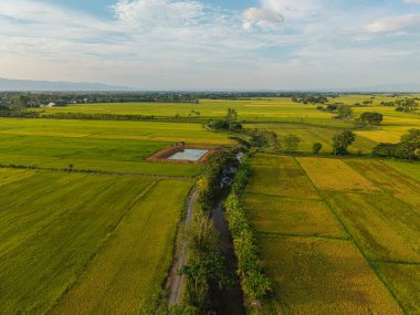 Gökyüzü manzaralı altın pirinç tarlası dağ manzaralı doğa manzarası
