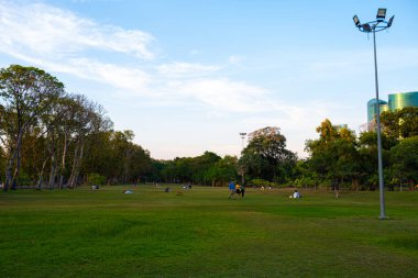 Şehir parkında yeşil çayır çim ağacı ormanı