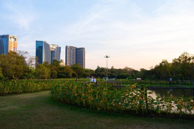 Şehir parkında yeşil çayır çim ağacı ormanı