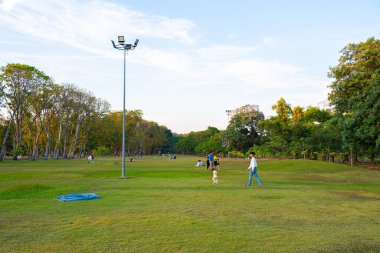 Şehir parkında yeşil çayır çim ağacı ormanı