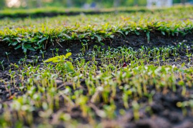 Tohum ekin küçük ekin büyümesi açık hava parkı gün batımı ışık arka plan