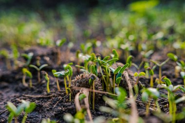 Tohum ekin küçük ekin büyümesi açık hava parkı gün batımı ışık arka plan