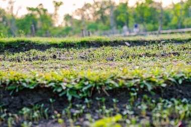 Tohum ekin küçük ekin büyümesi açık hava parkı gün batımı ışık arka plan