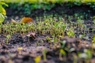 Tohum ekin küçük ekin büyümesi açık hava parkı gün batımı ışık arka plan