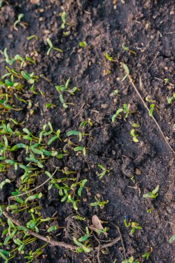 Tohum ekin küçük ekin büyümesi açık hava parkı gün batımı ışık arka plan
