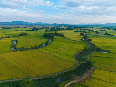 Gökyüzü manzaralı altın pirinç tarlası dağ manzaralı doğa manzarası