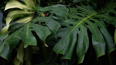 Dev canavar yeşil yaprak dokusu kapalı bitki bahçesi.