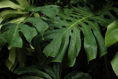 Dev canavar yeşil yaprak dokusu kapalı bitki bahçesi.