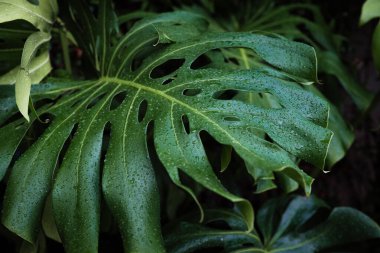 Dev canavar yeşil yaprak dokusu kapalı bitki bahçesi.