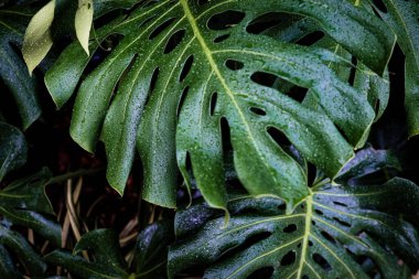 Dev canavar yeşil yaprak dokusu kapalı bitki bahçesi.