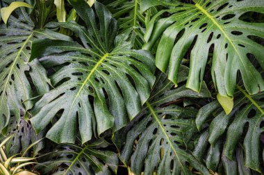 Dev canavar yeşil yaprak dokusu kapalı bitki bahçesi.