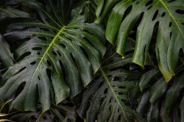 Dev canavar yeşil yaprak dokusu kapalı bitki bahçesi.