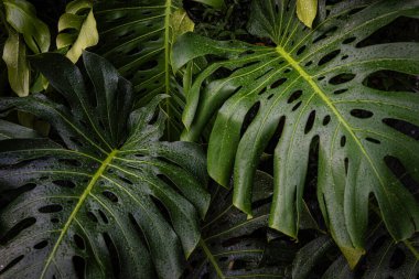 Dev canavar yeşil yaprak dokusu kapalı bitki bahçesi.