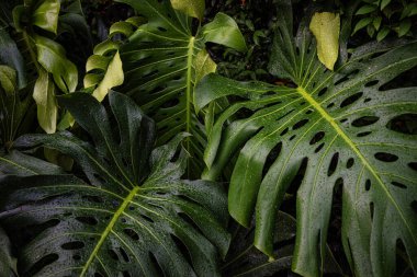 Dev canavar yeşil yaprak dokusu kapalı bitki bahçesi.