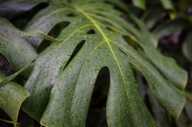 Dev canavar yeşil yaprak dokusu kapalı bitki bahçesi.