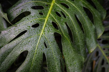 Dev canavar yeşil yaprak dokusu kapalı bitki bahçesi.