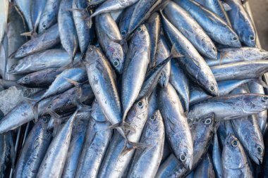 Ton balıklarının geçmişi Tayland 'da geleneksel balıkçılık pazarında satılıyor