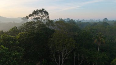 Tropikal yağmur ormanı sabahının sisli, tropikal yeşil arka planı.