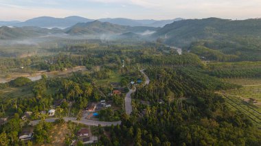 Tropikal yağmur ormanı sabahının sisli, tropikal yeşil arka planı.