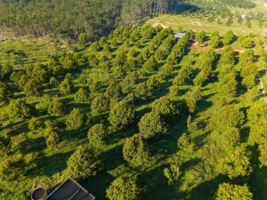 Tepe meyve endüstrisindeki tropik yeşil durağan meyve çiftliği.