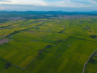 Yeşil çeltik tarlası tarlası tarım endüstrisi hava manzarası