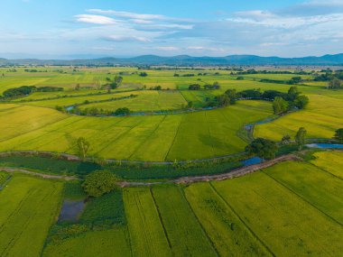Yeşil çeltik tarlası tarlası tarım endüstrisi hava manzarası