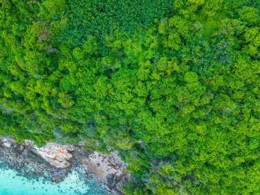 Deniz adasındaki tropikal yağmur ormanları yeşil doğa arka planı