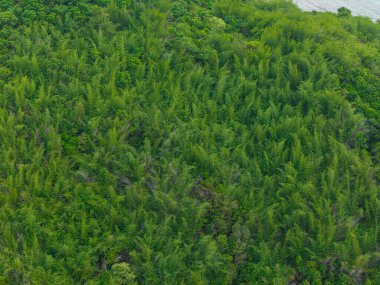 Deniz adasındaki tropikal yağmur ormanları yeşil doğa arka planı