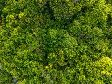 Deniz adasındaki tropikal yağmur ormanları yeşil doğa arka planı