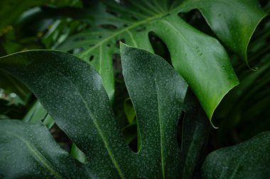 Yeşil canavar Tayland Takımyıldızı Yaprak Bitki Dokusunu