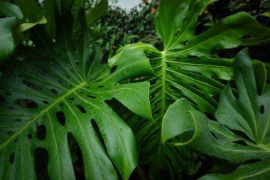 Yeşil canavar Tayland Takımyıldızı Yaprak Bitki Dokusunu