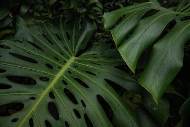 Yeşil canavar Tayland Takımyıldızı Yaprak Bitki Dokusunu