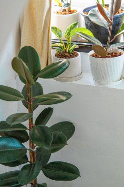 Şehir merkezindeki bahçe bahçesinde yeşil ağaç yaprağı bitkisi.