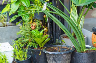 Şehir merkezindeki bahçe bahçesinde yeşil ağaç yaprağı bitkisi.