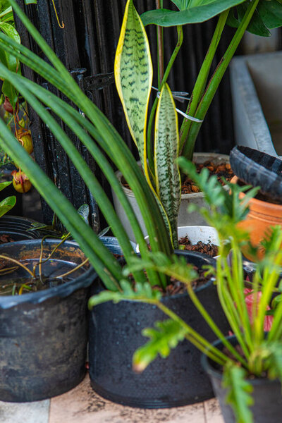 Зеленые листья листьев крытый завод в городском доме сад природы фон