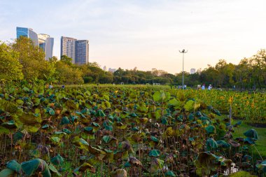 Bangkok Tayland 'daki yeşil şehir parkı inşaatı