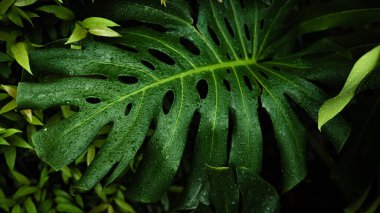 Yeşil desenli bitki yaprağı yağmur damlası canavarın üzerine düşüyor derin yeşil doğa arkaplanı