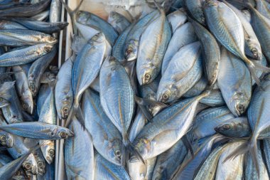 Çeşitli ton balığı sürülerinin geçmişi geleneksel balıkçılık pazarında Tayland gıda endüstrisinde satılıyor