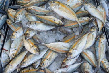 Çeşitli ton balığı sürülerinin geçmişi geleneksel balıkçılık pazarında Tayland gıda endüstrisinde satılıyor