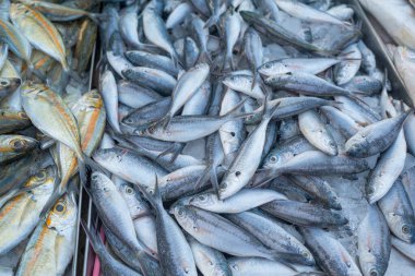 Çeşitli ton balığı sürülerinin geçmişi geleneksel balıkçılık pazarında Tayland gıda endüstrisinde satılıyor