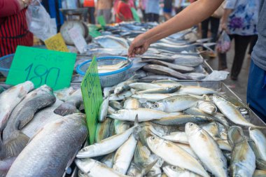 Geleneksel balıkçılık pazarında insanlar deniz balıklarını elle avlıyor.