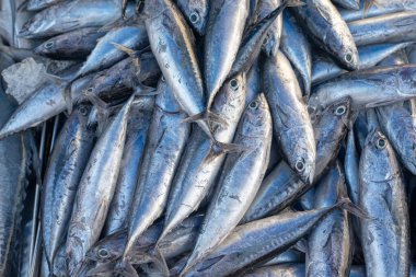 Çeşitli ton balığı sürülerinin geçmişi geleneksel balıkçılık pazarında Tayland gıda endüstrisinde satılıyor