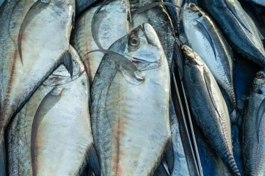 Çeşitli ton balığı sürülerinin geçmişi geleneksel balıkçılık pazarında Tayland gıda endüstrisinde satılıyor