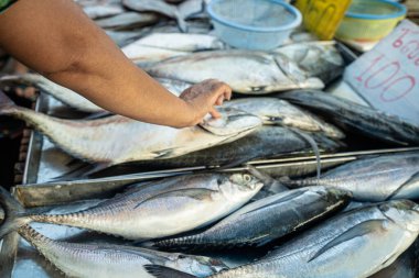 Geleneksel balıkçılık pazarında insanlar deniz balıklarını elle avlıyor.